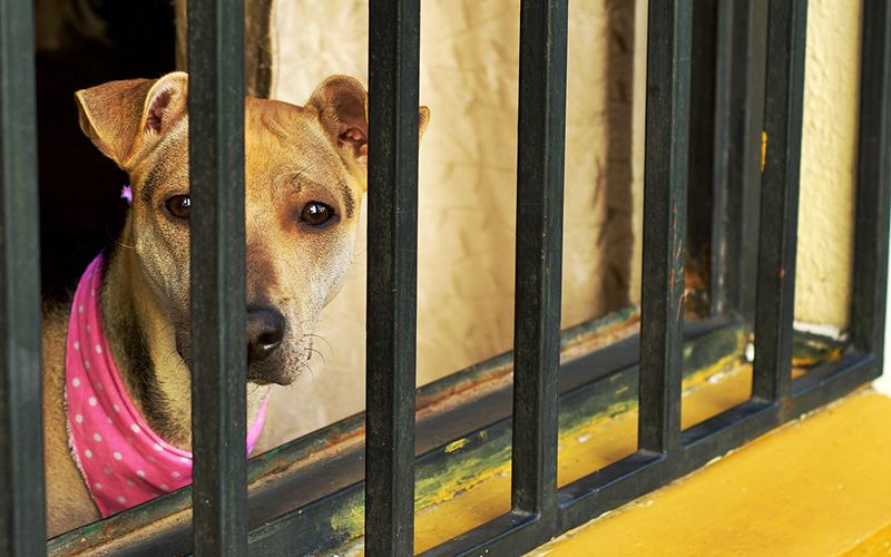 Estudio realizado en Santo Tomás Viña del Mar confirma relación entre violencia doméstica y maltrato animal