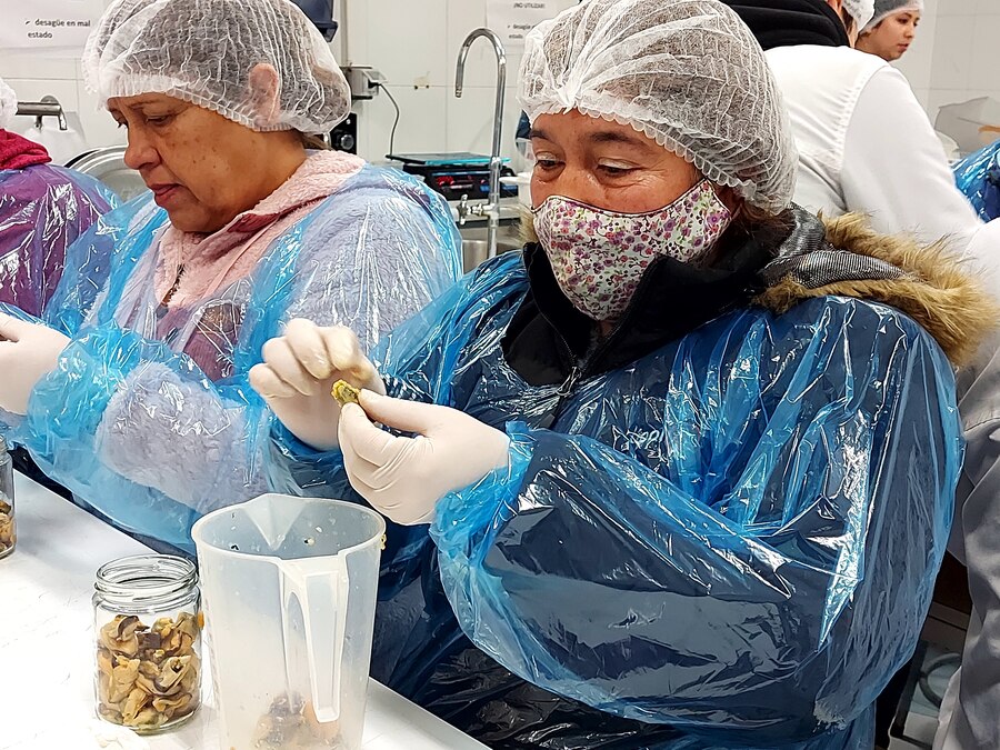 Jefas de Hogar y emprendedores de Alerce se capacitaron en Conserva de Choritos en CFT Santo Tomás Puerto Montt