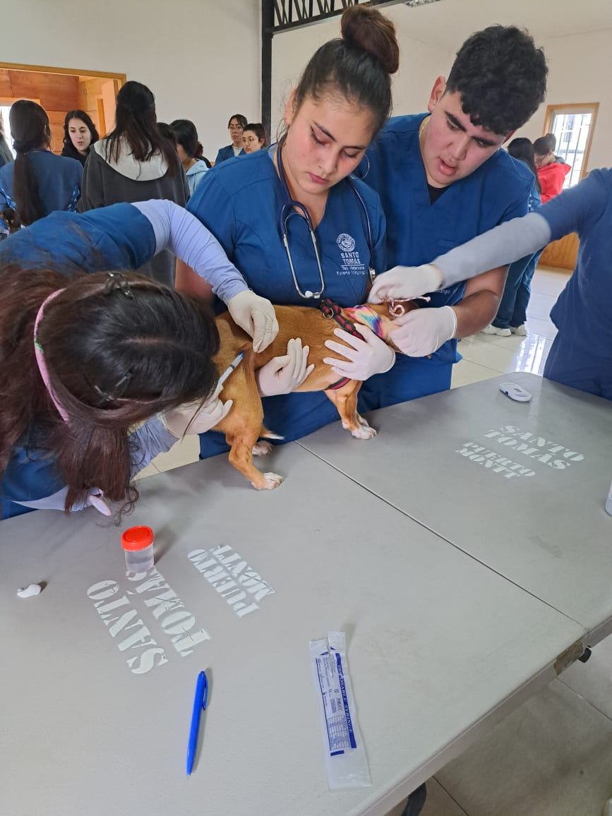 Estudiantes de Técnico en Veterinaria y Producción Pecuaria de Puerto Montt realizaron operativo de mascotas en Alerce