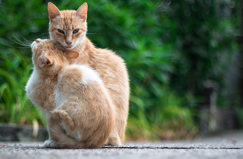 Mes de los gatos: ¿Por qué se celebra y qué cuidados debe tener mi felino durante agosto?