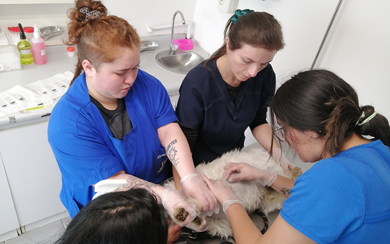 Hospital Veterinario Docente de Universidad Santo Tomás Viña del Mar comenzó atención a todo público