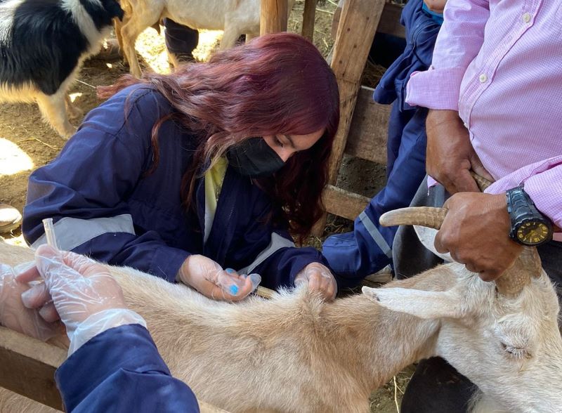 Estudiantes de técnico en veterinaria realizan operativo sanitario de ganado caprino