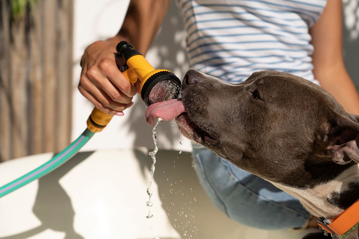 ¿Cómo cuidar a nuestras mascotas en días de calor? La decana Carmen Luz Barrios lo explicó en La Hora del Taco