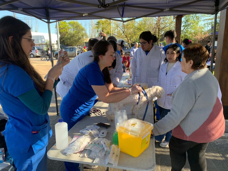 Programa Una Salud de la UST Talca entrega atención veterinaria a cerca de 850 animales mayores y menores