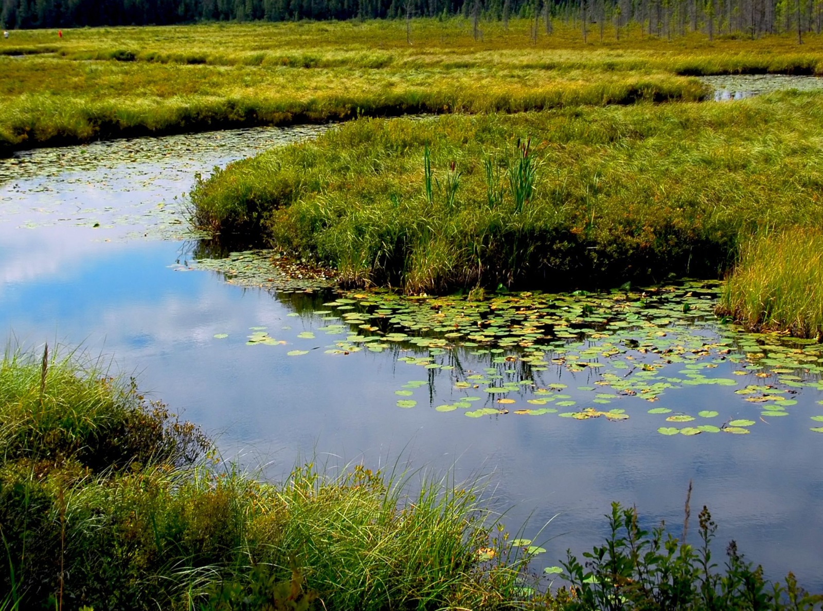 Experta en humedales de Santo Tomás Temuco destaca la importancia de estos tesoros naturales en La Araucanía