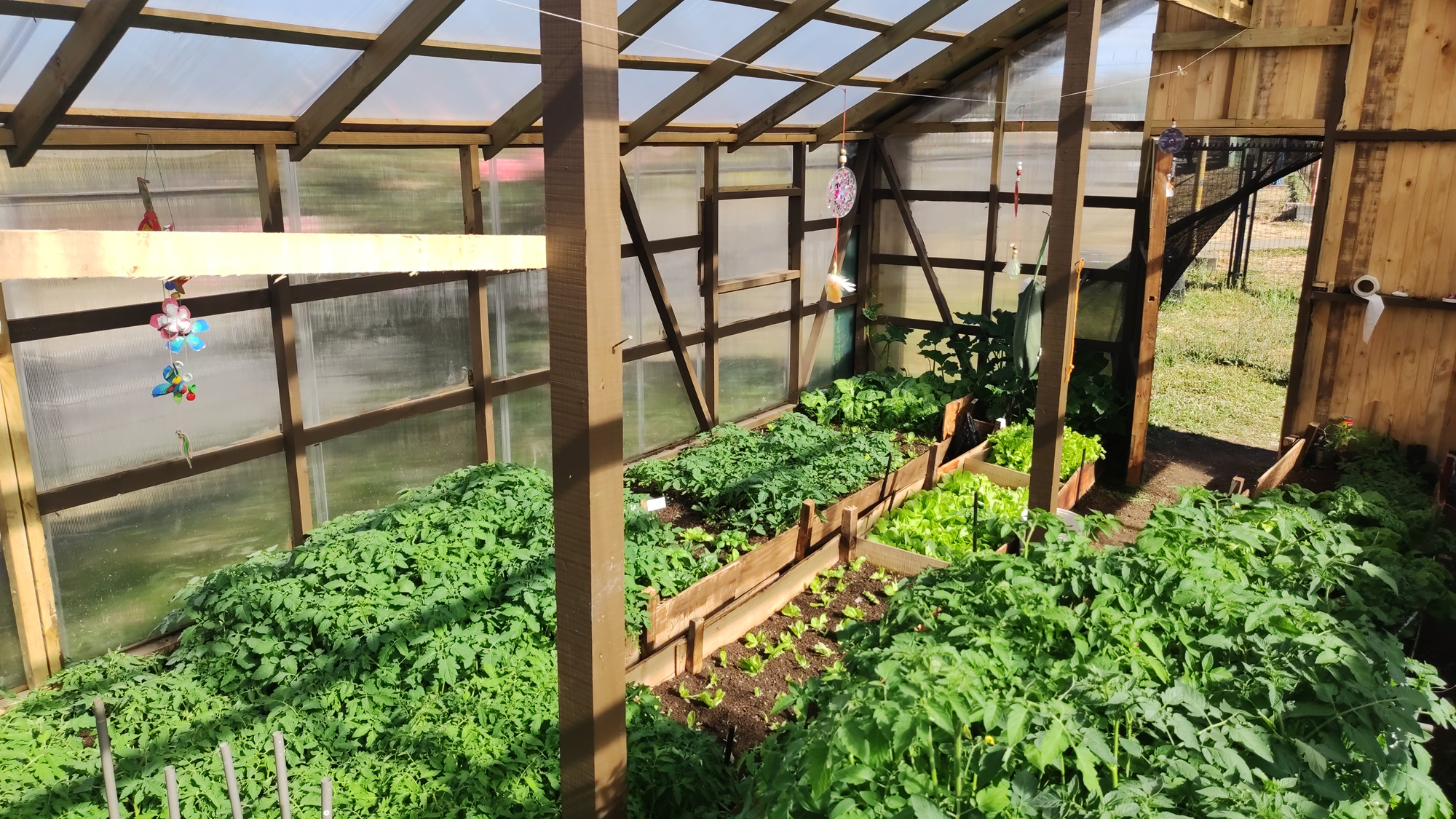 Familias beneficiadas del proyecto Huertos Comunitarios de Santo Tomás Osorno comenzaron a cosechar sus vegetales para el autoconsumo