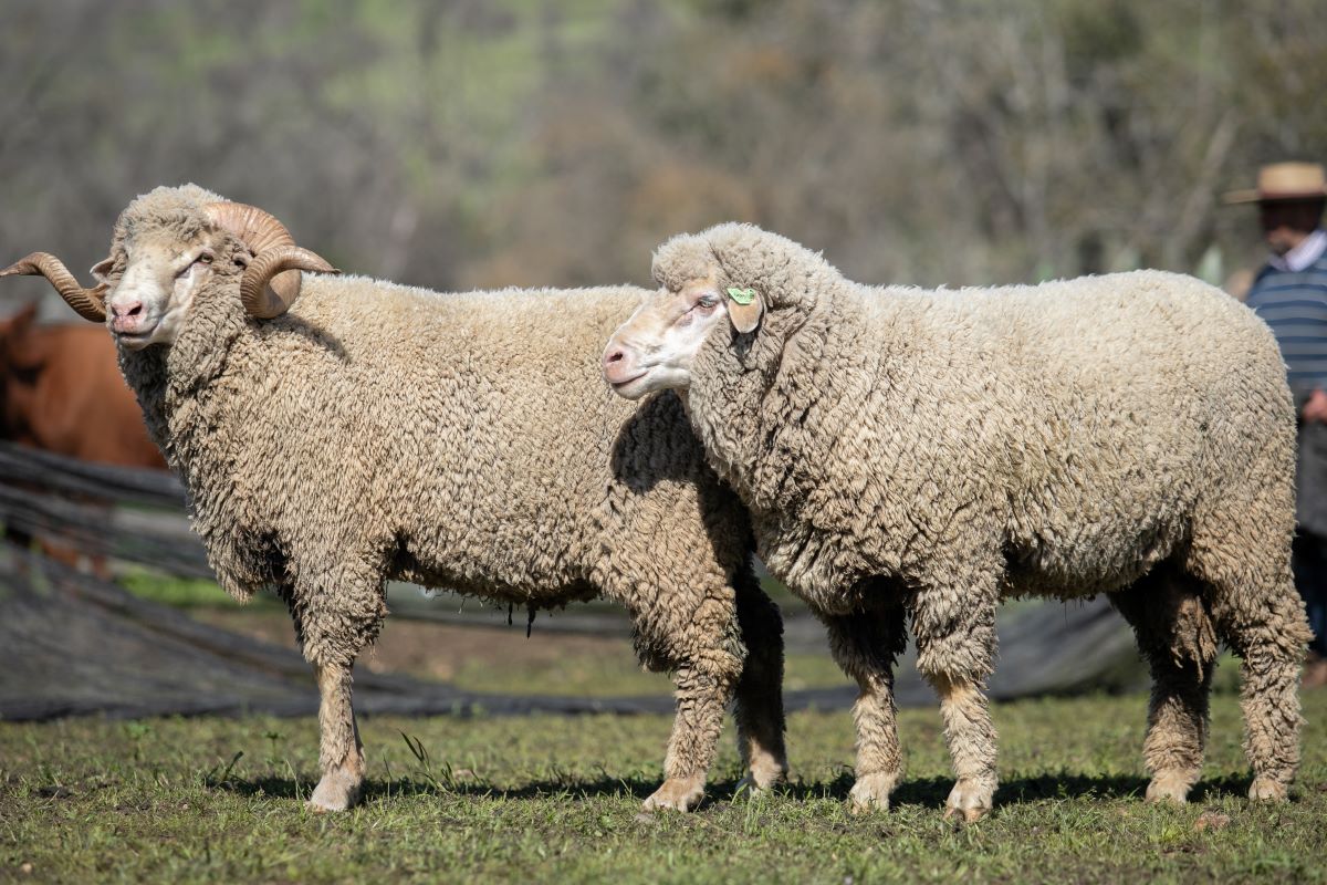 Ovisnova busca fabricar fertilizante a partir de la lana desechada