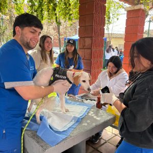 Actividades carrera de Medicina Veterinaria UST Talca por el Día Mundial Contra la Rabia