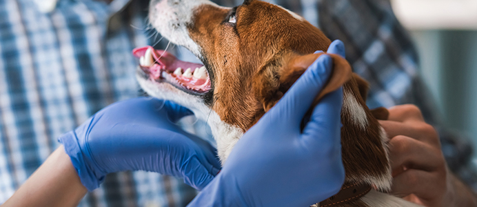 Diplomado en Cirugía y Cuidados Intensivos de Animales de Compañía (Semipresencial)
